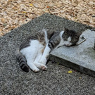 Terrasse01.jpg