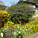 Hohenems Linder G  _4_.JPG