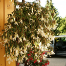 Hohenems Linder G  _5_.JPG