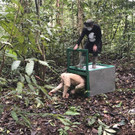 APTOPIX_Indonesia_Albino_Orangutan_32423.jpg