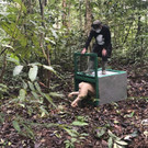 Indonesia_Albino_Orangutan_22144.jpg