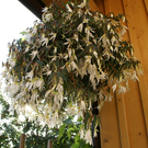 Hohenems Linder G  _6_.JPG