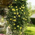 Hohenems Linder G  _11_.JPG