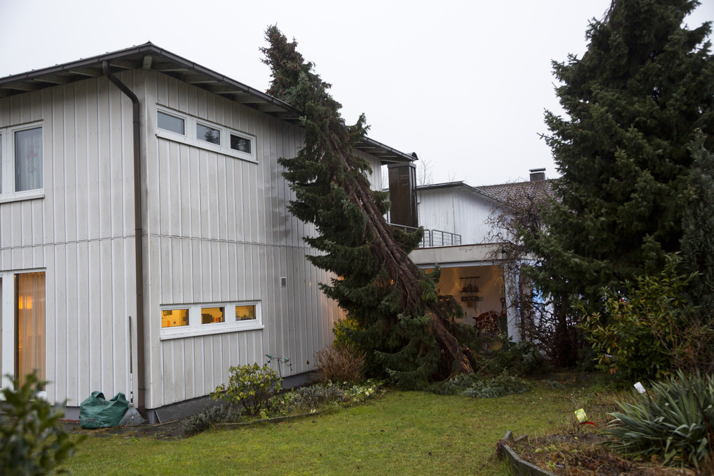 UW Rankw_Negrellistr_Baum-Haus02.JPG