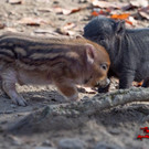 Neues vom Wildpark Feldkirch