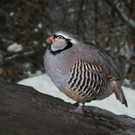 Alpensteinhuhn.jpg