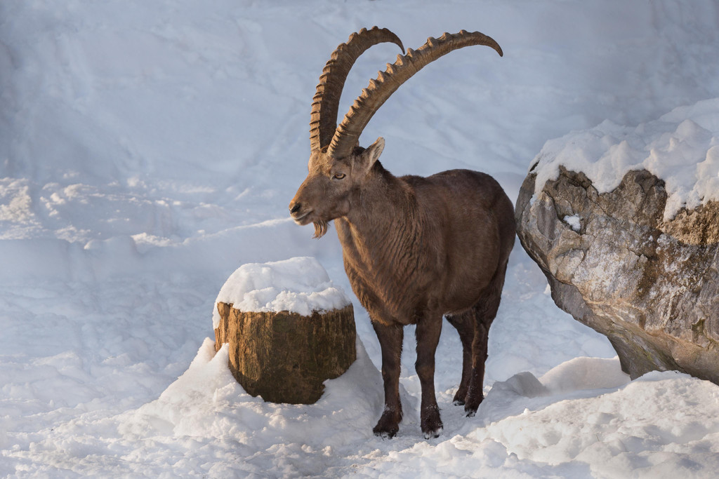 Steinbock2018.jpg