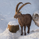 Steinbock2018.jpg