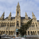 Wiener Christbaum vor dem Rathaus gefällt
