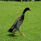 Rankweil GH Mohren G  _5_.JPG