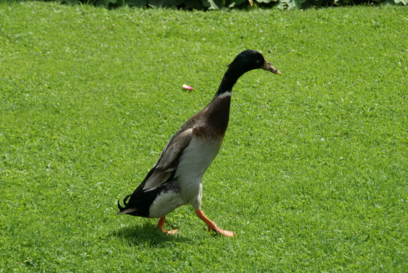 Rankweil GH Mohren G  _5_.JPG