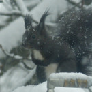 Schneebild 3.jpg