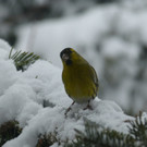 Schneebild 4.jpg