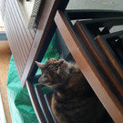 Katze zugelaugen