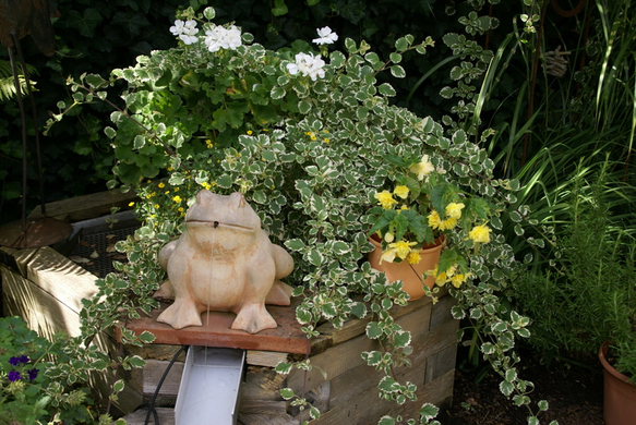 Rankweil Preiss  G  _2_.JPG