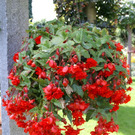 Rankweil Preiss  G  _4_.JPG