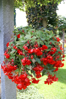 Rankweil Preiss  G  _4_.JPG