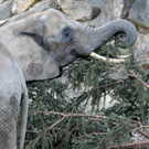 Christbaum-Verfütterung an Elefanten