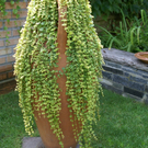 Rankweil Preiss  G  _6_.JPG