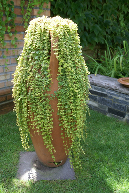 Rankweil Preiss  G  _6_.JPG