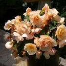 Rankweil Preiss  G  _7_.JPG