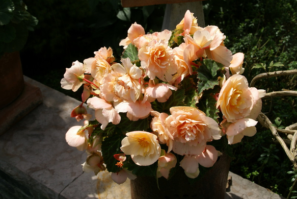 Rankweil Preiss  G  _7_.JPG