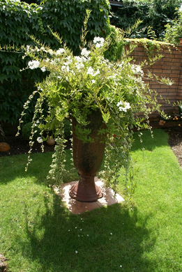 Rankweil Preiss  G  _8_.JPG