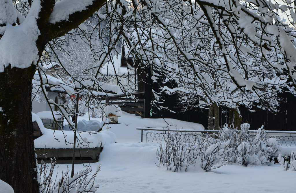 Winter 110119_3.JPG