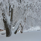 Winter 110119_50.JPG