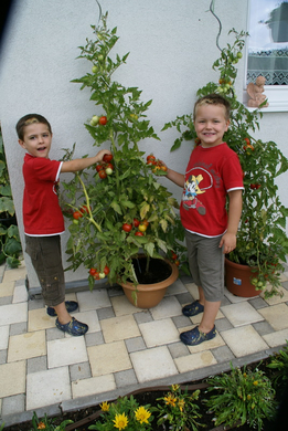 Sulz Pederiva G  _3_.JPG