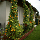 Sulz Pederiva G  _4_.JPG