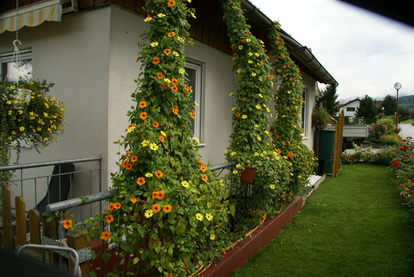 Sulz Pederiva G  _4_.JPG