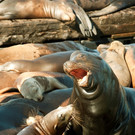 Seel__wen am Pier 39 in San Francisco.jpg