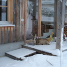 Wildwintervier.JPG