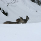 Wildwinterdrei.JPG
