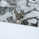 Wildwinterzwei.JPG
