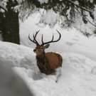 Wildwintereins.JPG