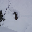 Wildwintersechs.JPG