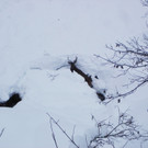 Wildwinterf__nf.JPG