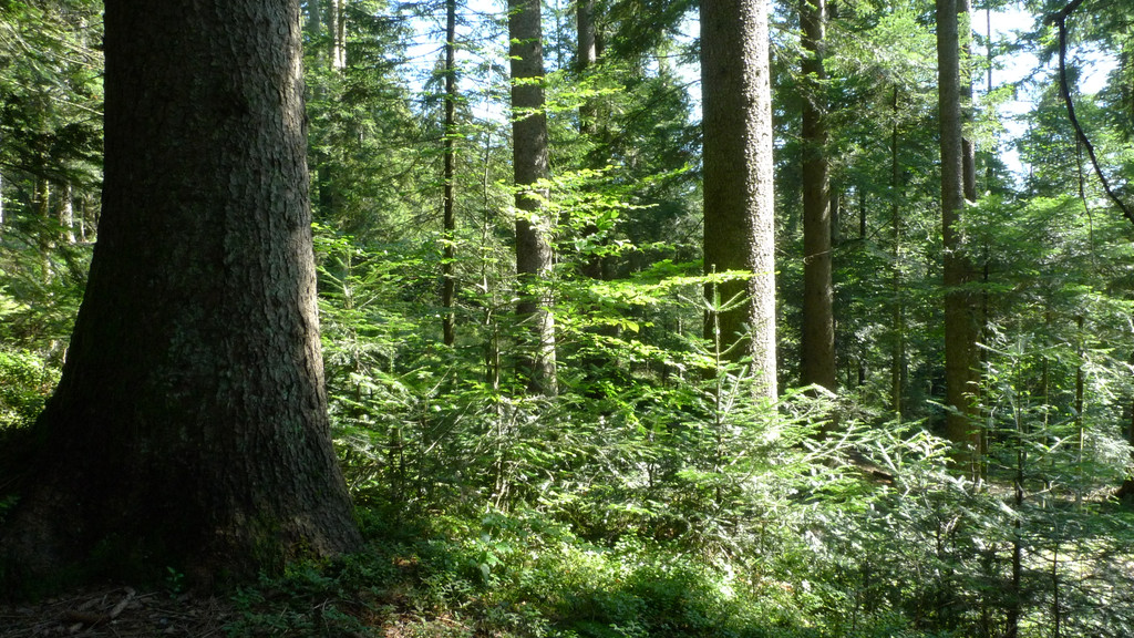 Plenterwald _c_ Thomas Oelz.JPG