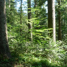 Plenterwald _c_ Thomas Oelz.JPG
