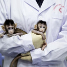 China_Cloned_Monkeys_76244.jpg
