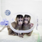 China_Cloned_Monkeys_34764.jpg