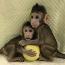 China_Cloned_Monkeys_37653.jpg