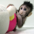 China_Cloned_Monkeys_85063.jpg