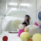 China_Cloned_Monkeys_58751.jpg