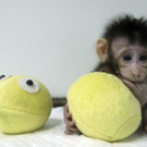 China_Cloned_Monkeys_10081.jpg