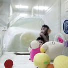 China_Cloned_Monkeys_58751_1.jpg