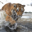 Wintereinbruch im Tiergarten Schönbrunn
