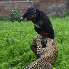 Leopard macht Jagd auf Schaulustige